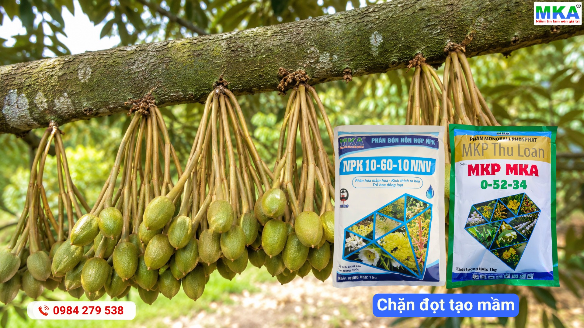 Kỹ thuật sầu riêng: bộ đôi xử lý ra hoa